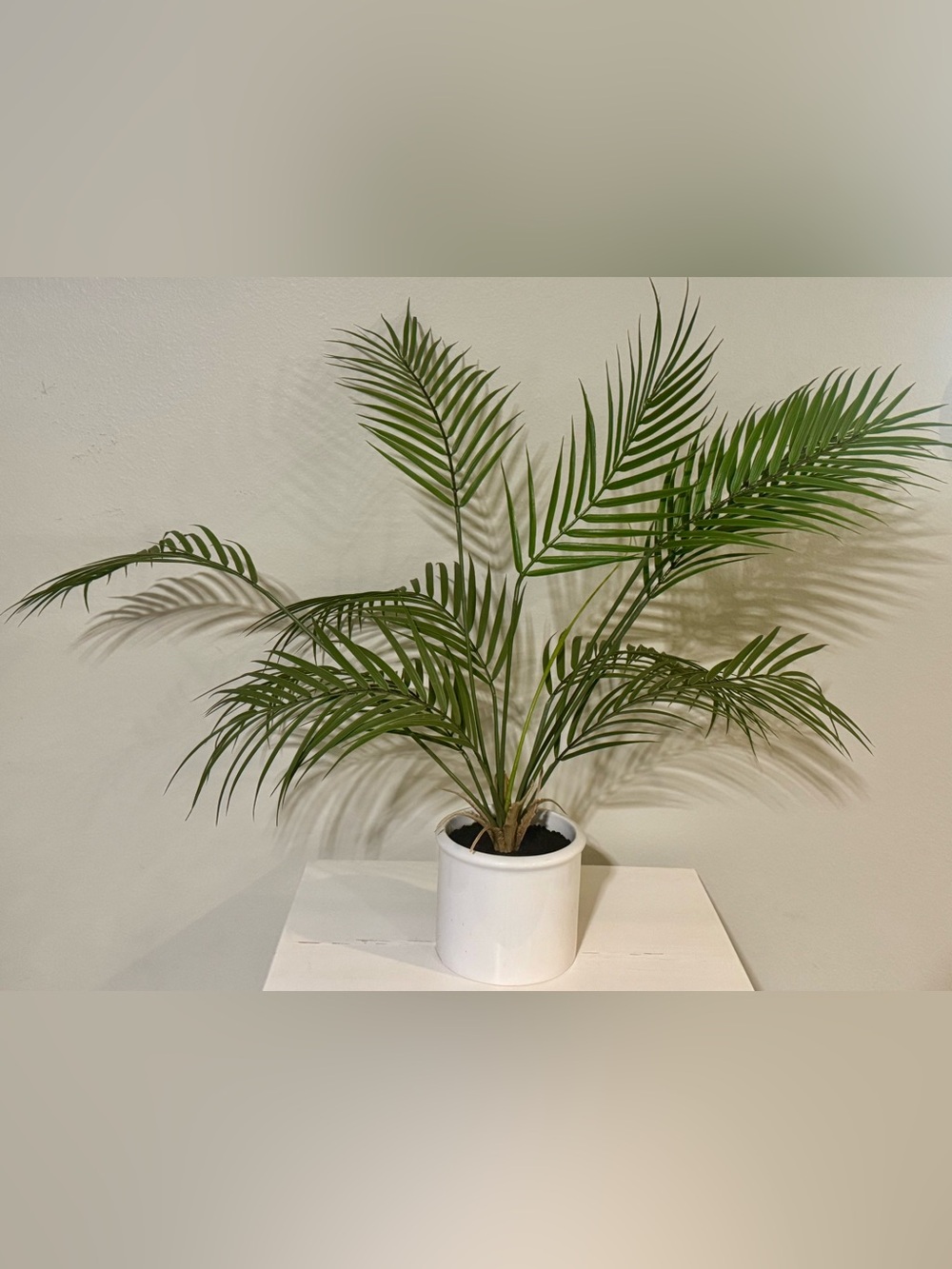 Potted Green Palm Plant in White Ceramic Pot